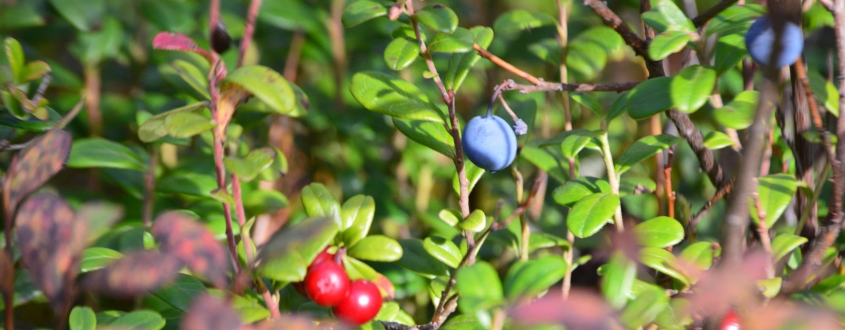 Beeren Finnland