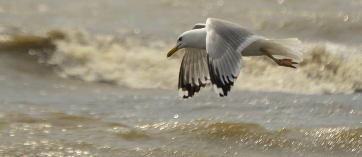 Möwe  meer